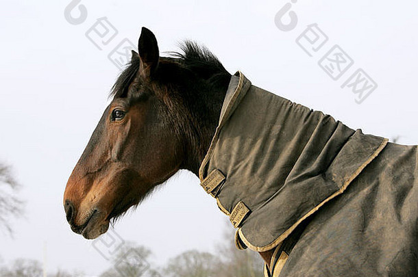 肖像正面哺乳动物马匹动物骑马毯保暖马术围场制服寒冷乡村马匹穿着赛马spo