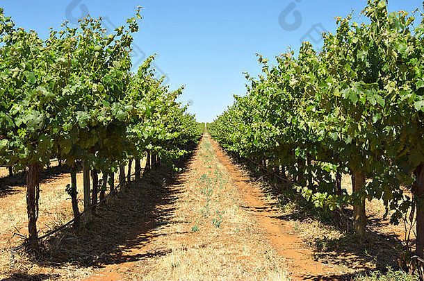 长行葡萄葡萄树达到地平线部分angoves酒庄renmark南澳大利亚