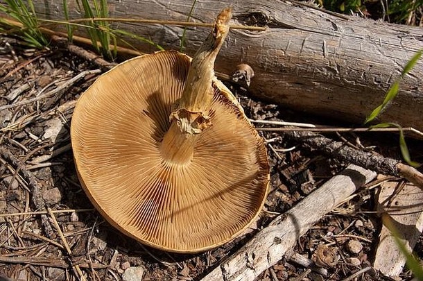 一种茶树菇的下侧和鳃被发现生长在格拉的Anaconda Pintler山脉的铜溪沿岸的开阔草地上