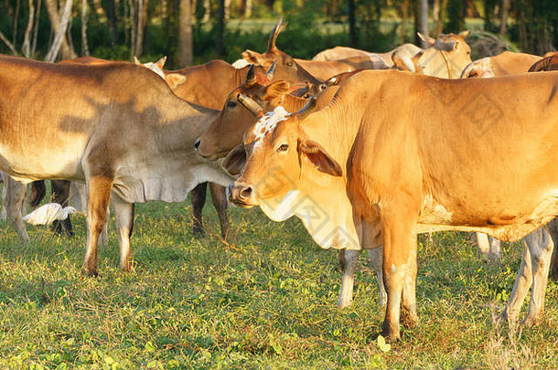 在沙巴马来西亚婆罗洲的热带牧场，奶牛在吃草。