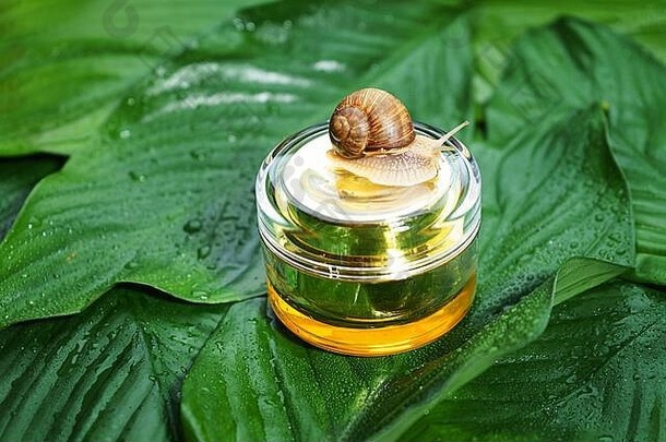 蜗牛和一罐护肤霜，绿色叶子上有雨滴背景。蜗牛黏液。美容诊所的概念。最小的自然布局。