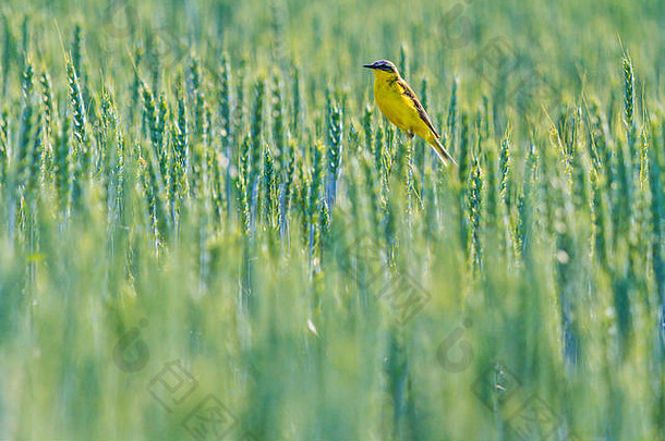 黄色的鸟坐着绿色小麦