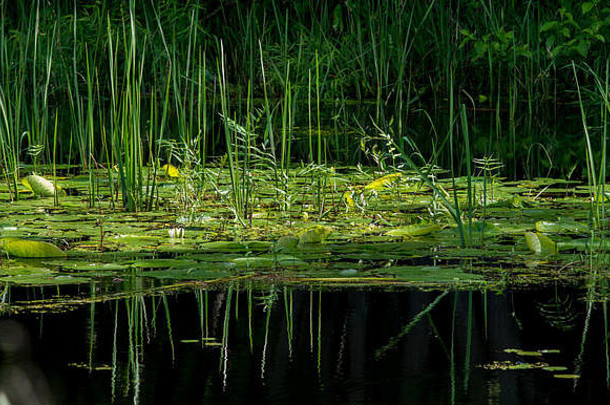 莉莉垫猫尾巴沼泽反射黑暗水