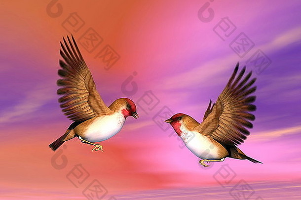 两只美丽的斯佳丽雀鸟面对面飞翔，在五颜六色的背景天空中交谈或勾引对方