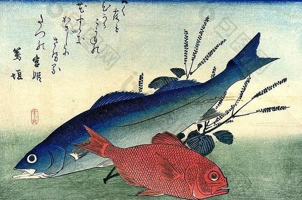 铃木鱸 （日本鲈鱼，日本腊肠），金美代金目鯛 （壮丽的阿方西诺）Uozukushi的Utagawa Hiroshige木刻版画（各种鱼类）