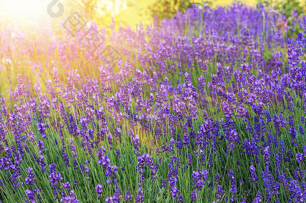 日落时的薰衣草灌木丛特写。夕阳照耀着紫色的薰衣草花。