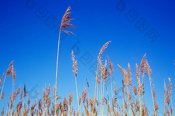 金色羽毛状的芦苇或芦苇的头状花序和茎，在晴朗的蓝天下生长
