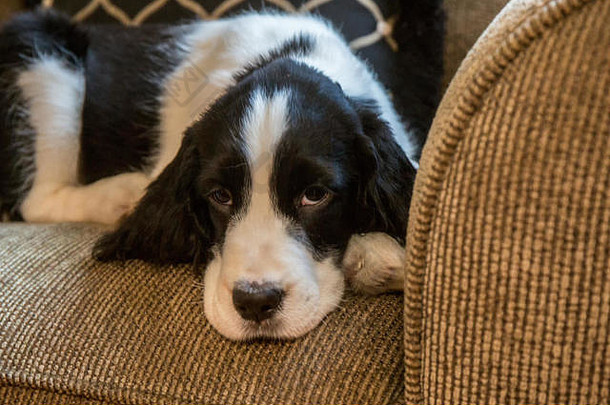 两个月大的斯普林格猎犬，特雷，在美国华盛顿州伊萨卡的一次<strong>欢快</strong>的<strong>游戏</strong>后，斜靠在椅子上