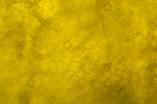黄色的胡椒显微镜