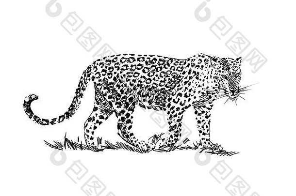 Leopard手绘插图（原件，<strong>无痕</strong>迹）