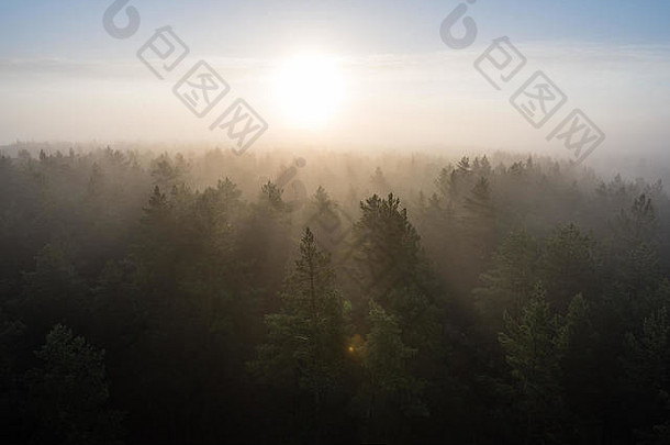 在树木上方壮丽的日出中，雾蒙蒙的森林尽收眼底。具有光线和镜头光斑效应的远地平线