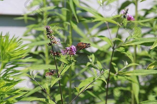 夏天，美国威斯康星州，一只画着翅膀的女士蝴蝶坐在沼泽马利筋植物的紫色花朵上