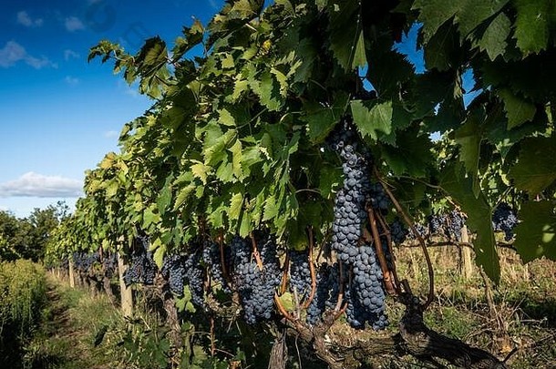 红葡萄酒谷锡耶纳奢侈品葡萄园培养酒葡萄处理护理土地红色的白色托斯卡纳葡萄酒布鲁内