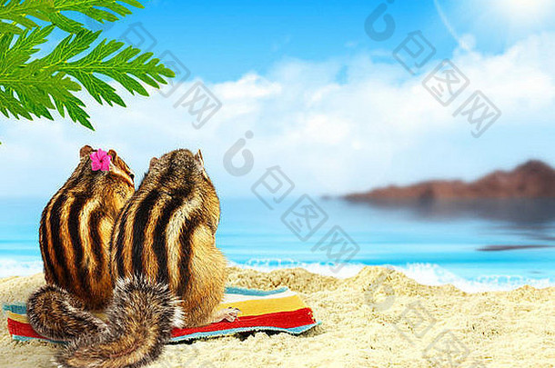 海滩上的一对花栗鼠，蜜月概念