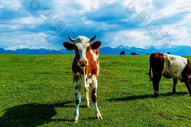 牛放牧美丽的绿色草地雪山背景
