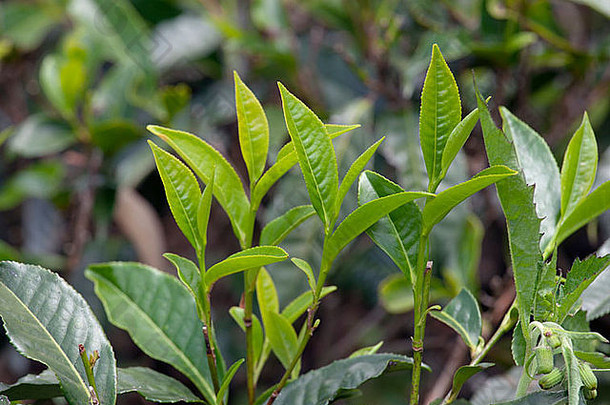<strong>茶山</strong>茶花中国叶子准备好了收获斯里兰卡斯里兰卡3月