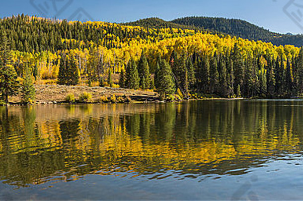 色彩斑斓的白杨反映了较低的白内障湖阿拉帕霍国家森林岩石山科罗拉多州