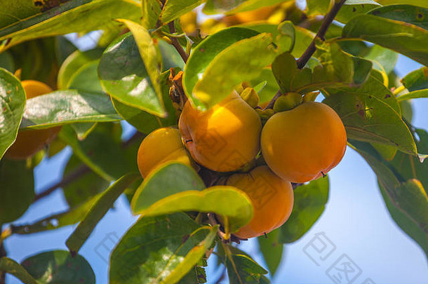 成熟的橙色柿子柿子树水果