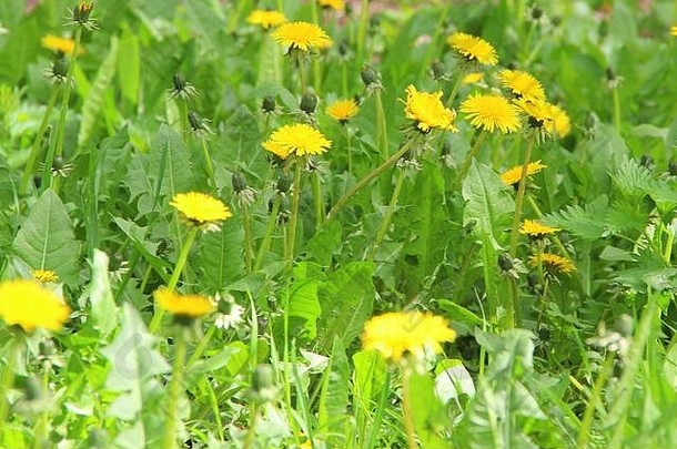 鲜黄色的花，绿草中的<strong>蒲公英</strong>。<strong>蒲公英</strong>特写库存照片。清新的春夏喜庆气氛