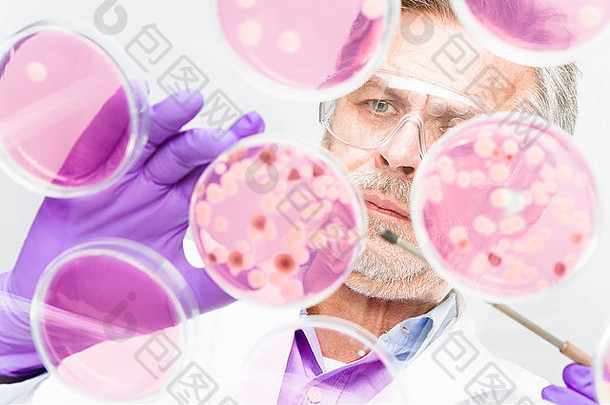 高级生命科学研究人员嫁接细菌。