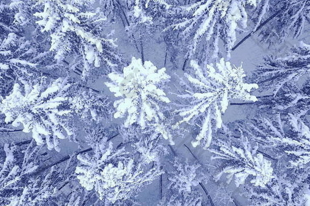 空中相机变焦视频美丽的蓝色的冬天松雪覆盖森林