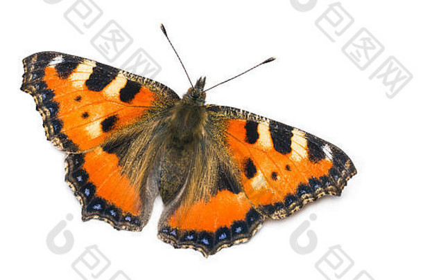 小玳瑁蝴蝶。荨麻疹。鳞翅目。一只橙色翅膀的昆虫特写镜头。张开的翅膀，黑色和蓝色斑点的装饰物，触角。