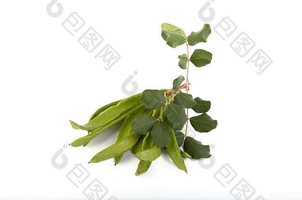 绿色角豆树豆荚孤立的白色背景ceratonia长角果一般角豆树树角豆树布什角豆树树健康的有机甜蜜的角豆树
