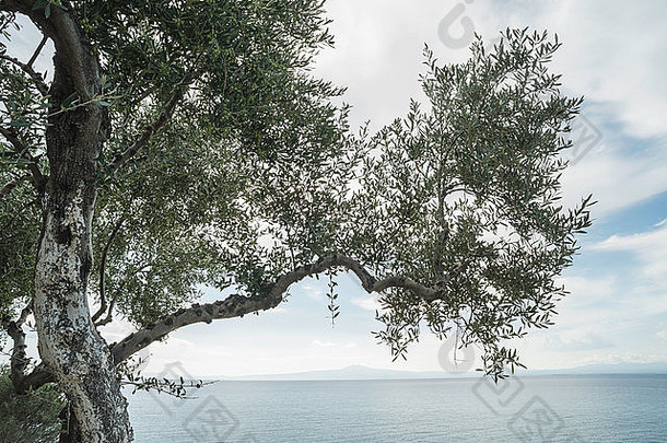 海滩上的橄榄树。蓝天