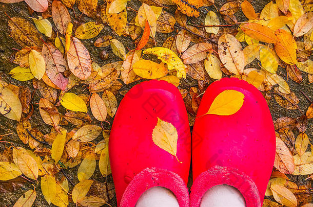 秋天的心情。在泥泞的徒步旅行中穿着鲜红色橡胶靴的成年人。多雨的秋天。在湿彩叶的衬托下穿上粉色橡胶靴