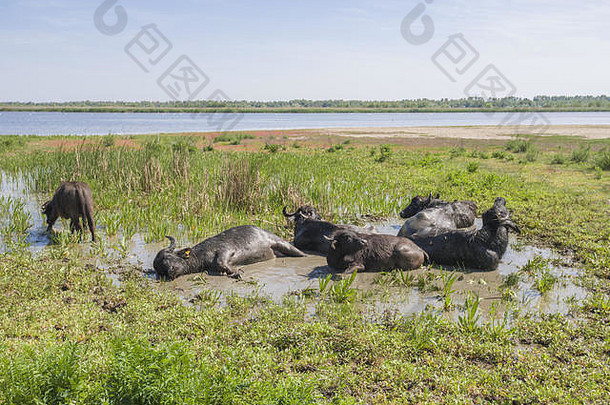 这群7头水牛被放归乌克兰多瑙河三角洲的埃尔马科夫岛。这些动物是通过“倒带”从跨喀尔巴阡带来的