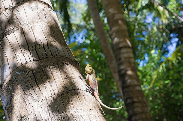 小蜥蜴坐着树