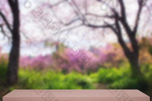 野生喜马拉雅樱桃花散焦背景，木质搁板