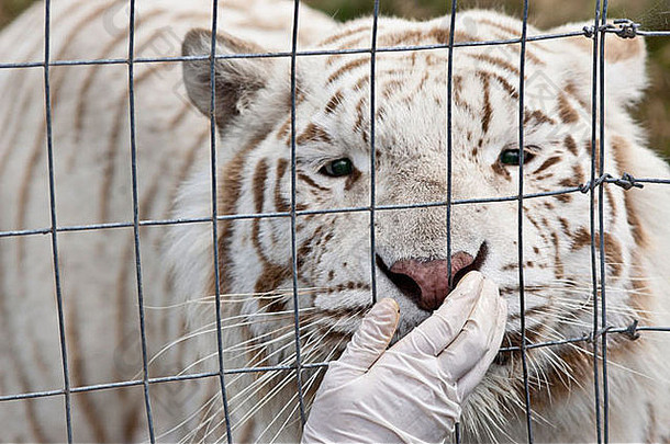 一只白虎从驯兽师那里拿走了一点小玩意儿。