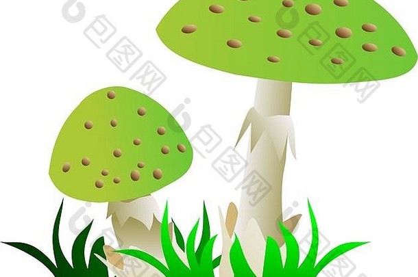 毒蕈，（鹅膏菌属），绿蘑菇，两个毒蕈