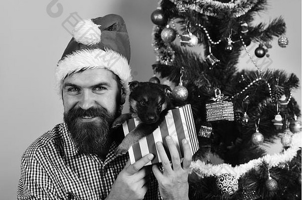 戴圣诞帽的男人和可爱的小狗玩耍。圣诞老人把小狗抱在圣诞树旁。面容开朗的家伙打开粉红色背景的礼品盒。新年礼物概念。