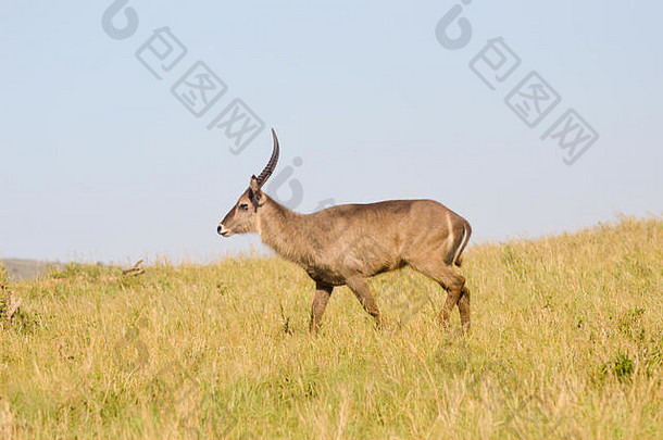在肯尼亚西察沃公园的大草原上，托皮步履缓慢