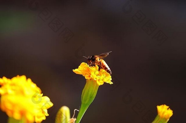 大蜜蜂（API dorsata）在夏天从黄色金盏花采集蜂蜜的特写镜头，蜜蜂图片