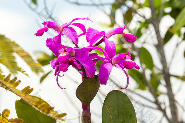 紫色的兰花厄瓜多尔亚马逊丛林