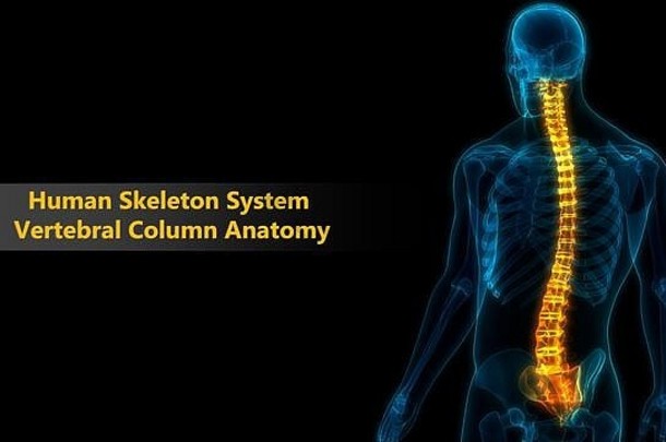 人体脊柱骨骼系统解剖学