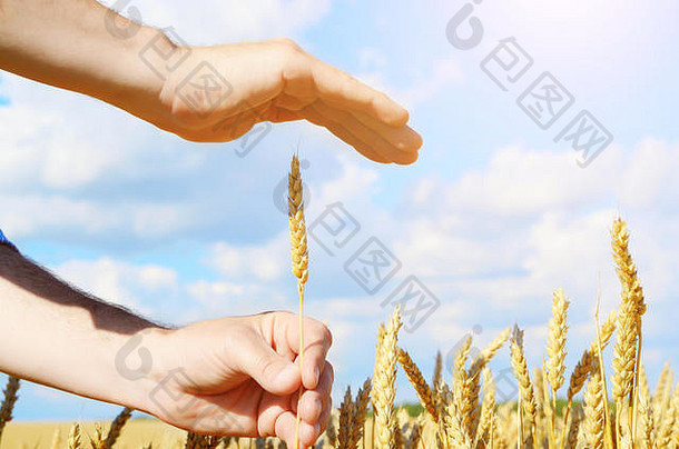 人类手小麦耳朵作物保护护理概念