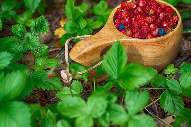 <strong>森林</strong>里有野生<strong>草莓</strong>的木杯。传统的芬兰木杯Kuksa，<strong>草莓</strong>林中有野生浆果。