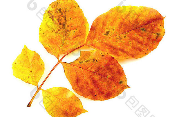 色彩斑斓的秋天叶孤立的白色背景特写镜头