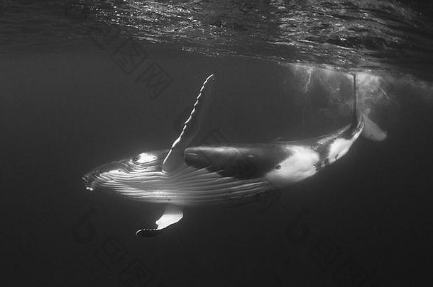 汤加，在水面上玩耍的座头鲸幼仔。
