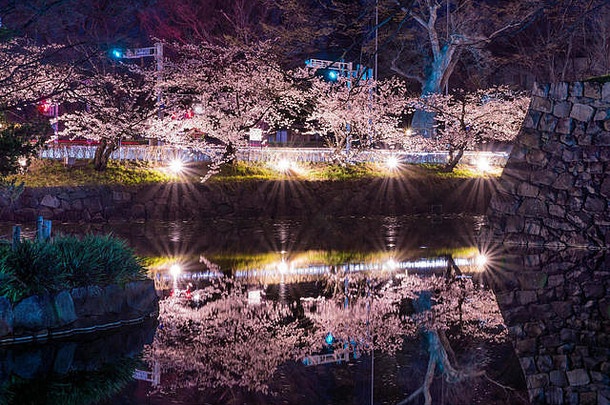 日本松本市夜间樱花盛开