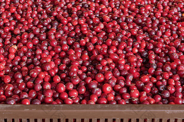 农贸市场盒装蔓越莓的特写镜头