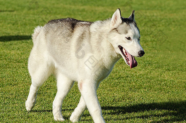 一只年轻的西伯利亚哈士奇狗在草坪上行走，以其惊人的耐力和工作意愿而闻名。他们看起来像狼