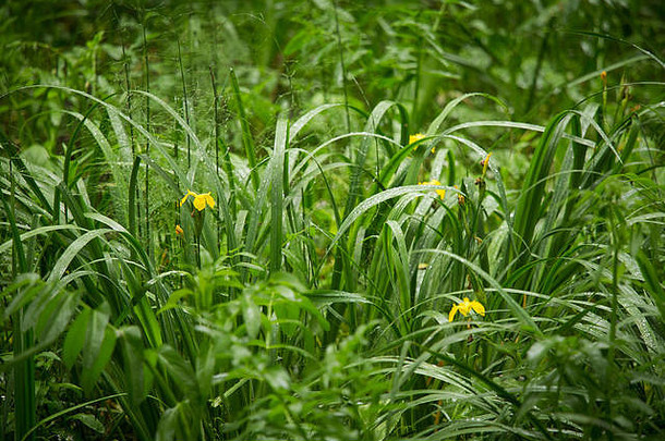 美丽的景观长满草的沼泽雨夏天