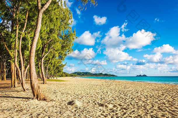 美国夏威夷瓦胡岛威马纳洛海滩上排列着铁木树