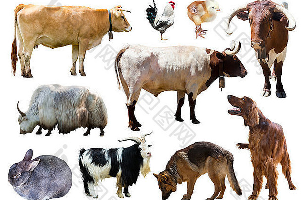 一组狗、牛和其他农场动物。在白色背景上隔离