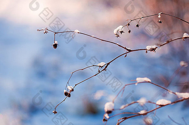雪地植物-小雪中干燥的死植物